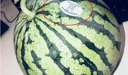 网红yp吃瓜,揭秘网红YP吃瓜背后的真相与争议