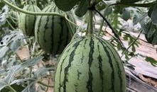 免费吃网红瓜的视频,免费观看，畅享娱乐盛宴