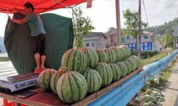 景区吃瓜网红事件,一场网络狂欢背后的争议与反思