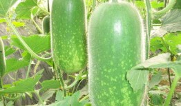 吃瓜大赛每日聚集地