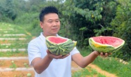 杨爸遛鸟吃瓜网,揭秘网络红人的日常生活